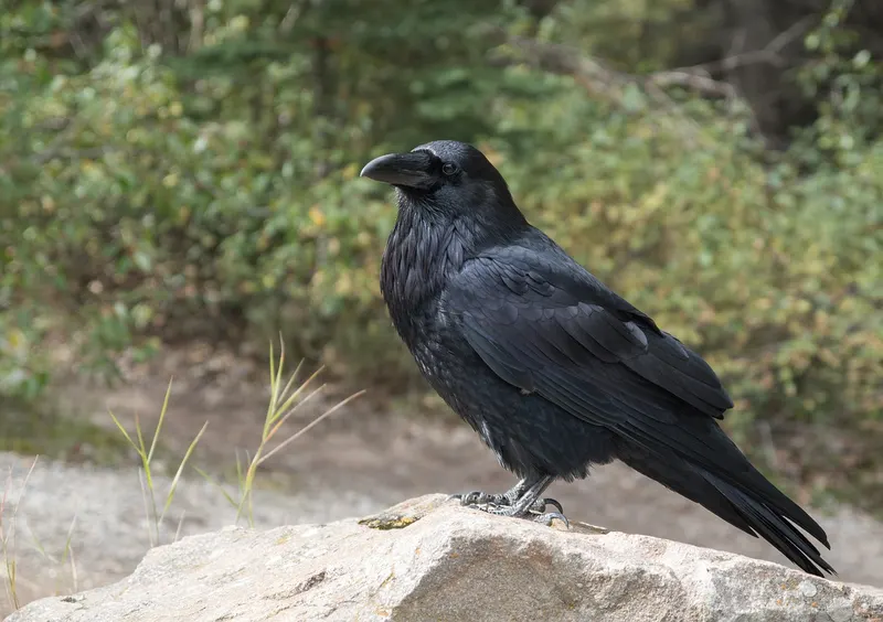 Rabenvogel