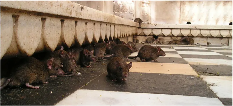 Ratte