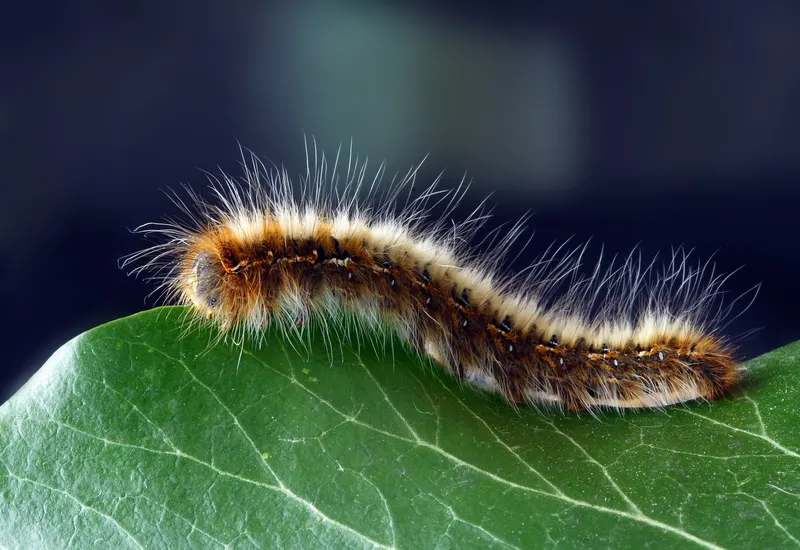 Raupe