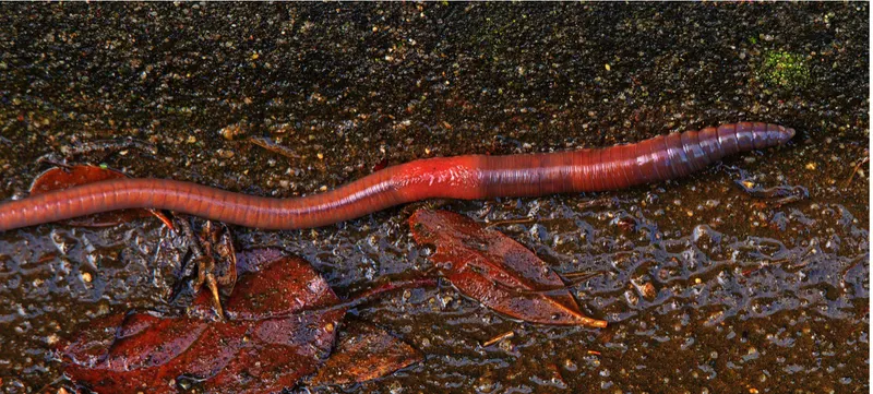 Regenwurm