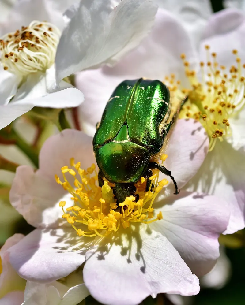 Rosenkäfer