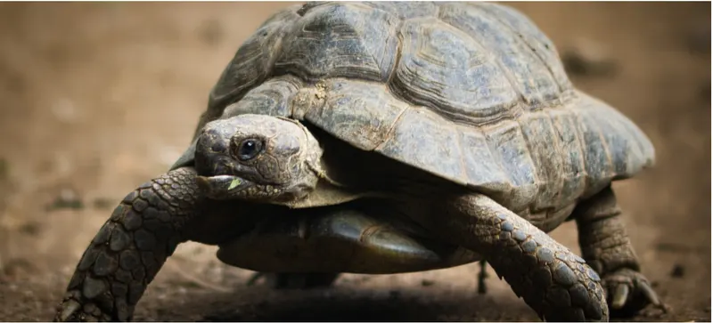 Schildkröte
