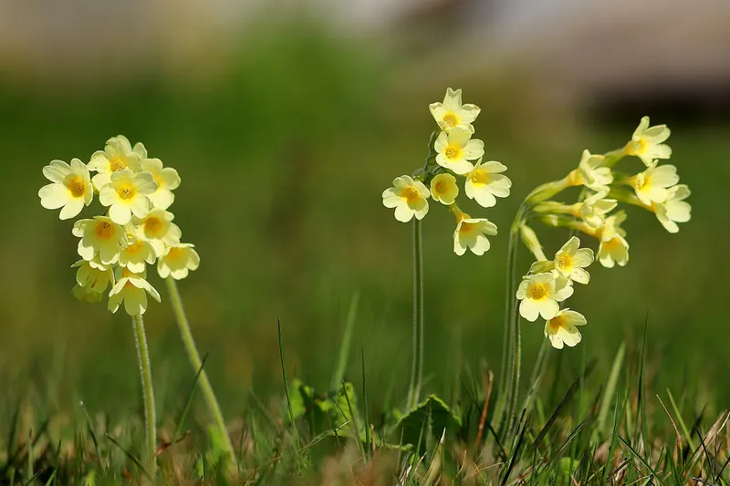 Schlüsselblume