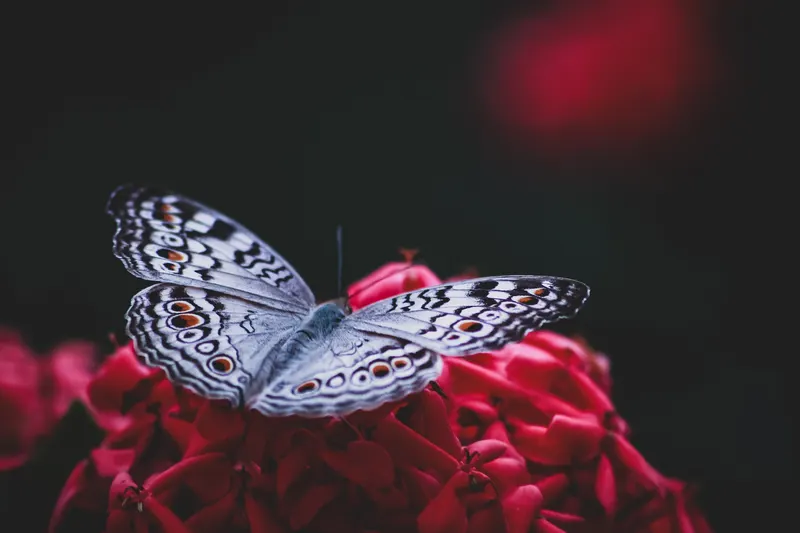 Schmetterling