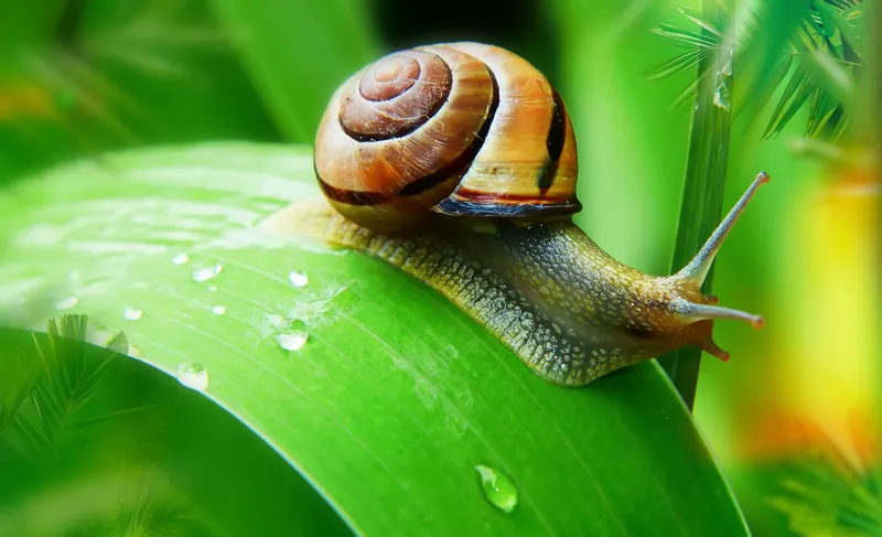 Schnecke