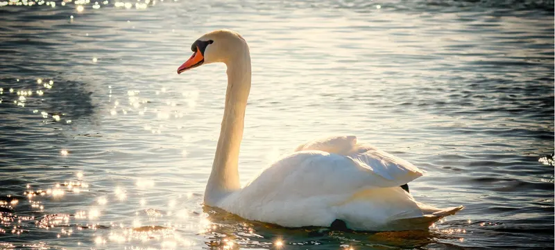 Schwan