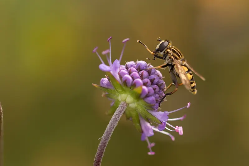 Schwebfliege