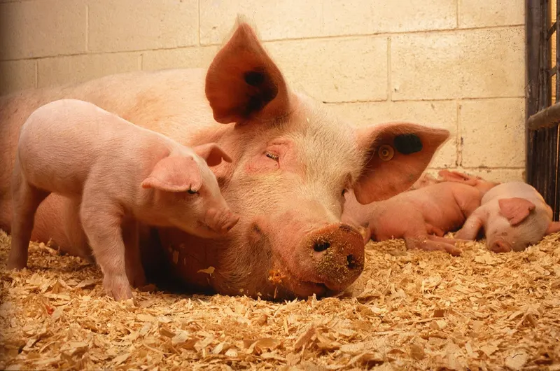 Schwein