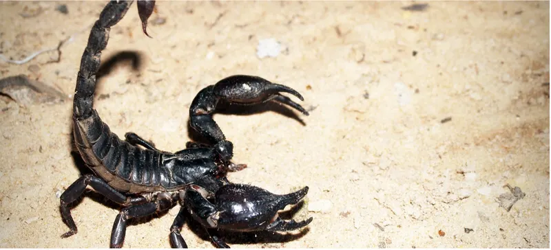 Skorpion