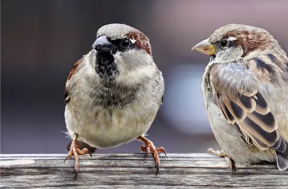 Spatz