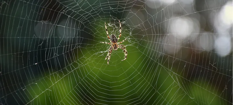 Spinne