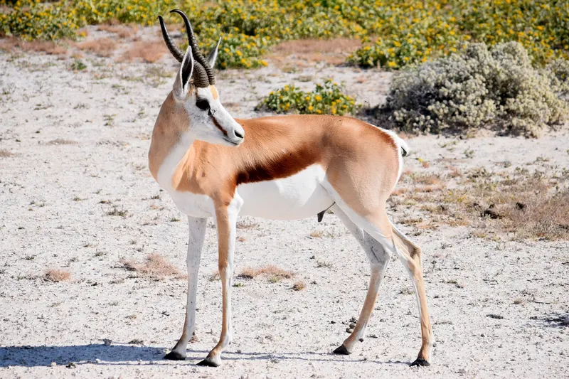 Springbock