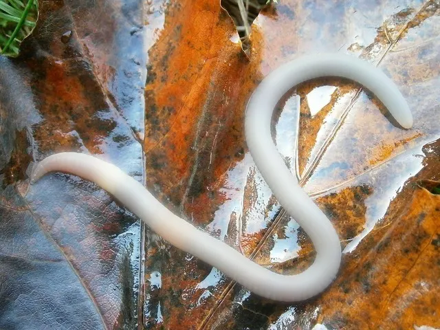 Spulwurm