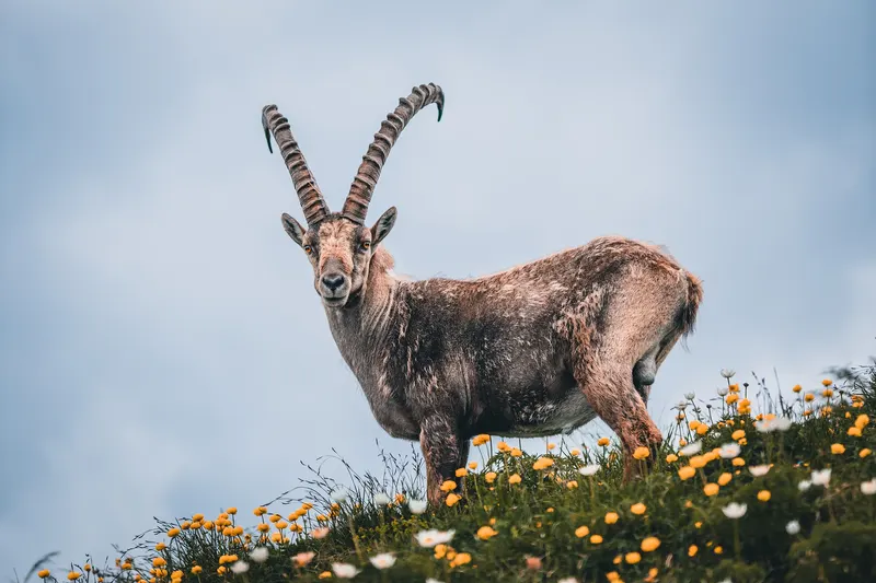 Steinbock