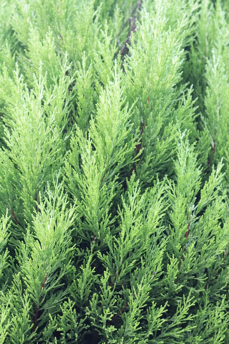 Thuja