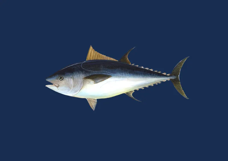 Thunfisch