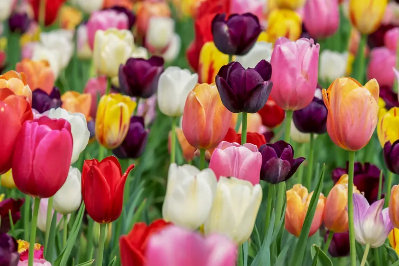Tulpe
