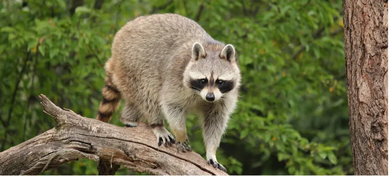 Waschbär