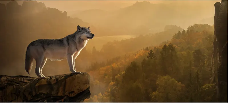 Wolf